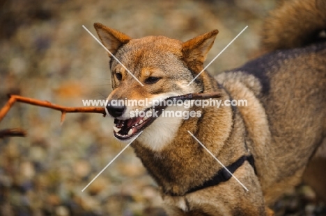 Shiba Inu with stick