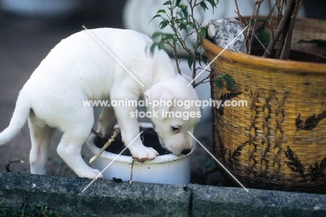 jack russell terrier puppy raiding flower pot