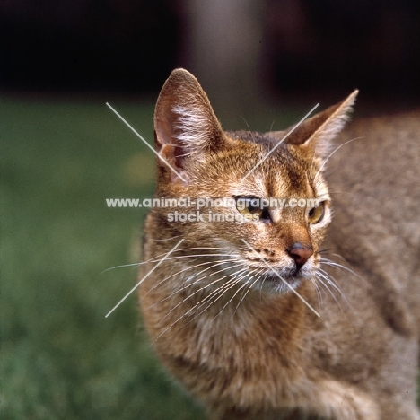 grand champion abyssinian cat from canada head study