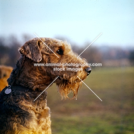 airedale in pet trim, head study
