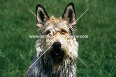 picardy sheepdog, portrait