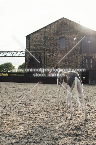 Lurcher back view