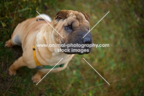 fawn shar pei sitting on grass