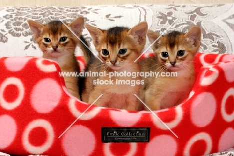 three ruddy abyssinians in a cat bed