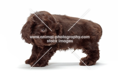 chocolate American Cocker Spaniel puppy on white background