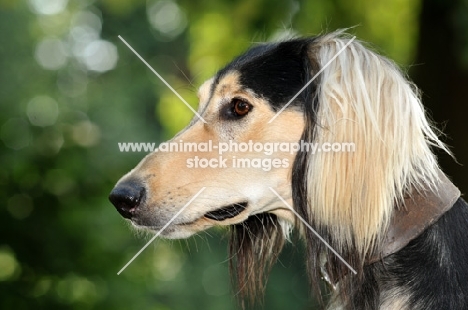 Saluki profile