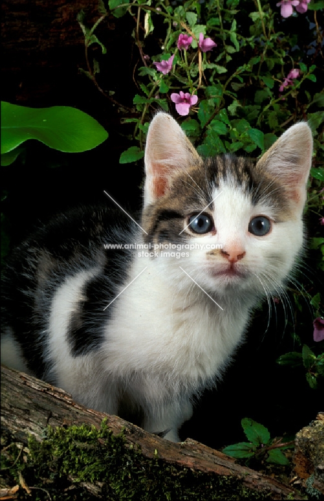 curious tabby and white household kitten