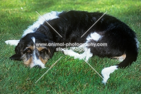 berner niederlaufhund wirehaired, lying on grass