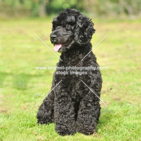 cocker spaniel cross poodle sat in grass