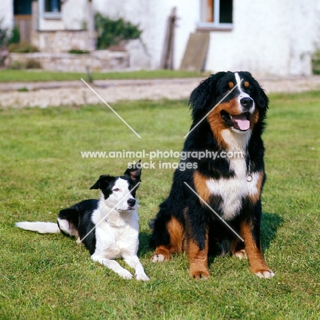 bernese mountain dog and  cross bred collie