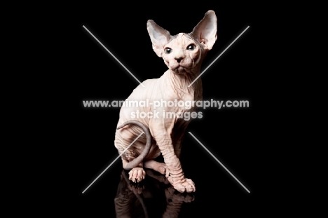 sphynx kitten looking toward camera