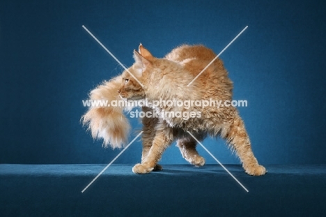 Laperm cat turning on teal background