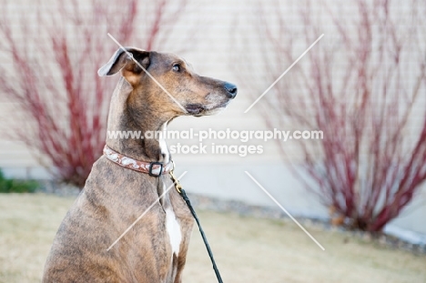 Portrait of a Greyhound x Great Dane cross.