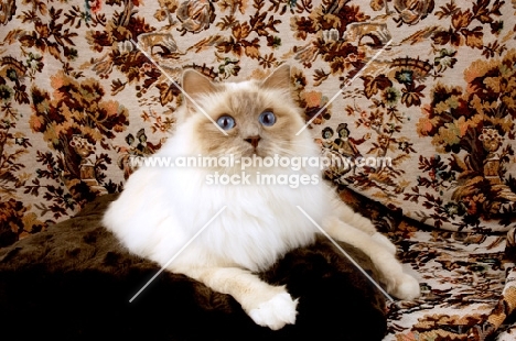 lilac point Birman cat on a sofa