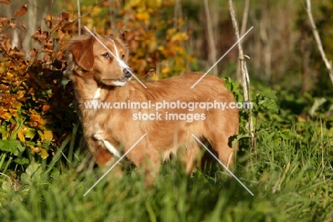 nova scotia duck toller in autumn