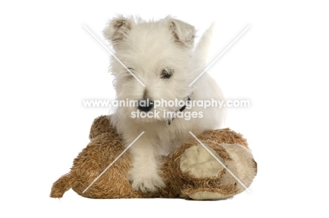 West Highland White puppy playing with a teddy, isolated n a white background 
