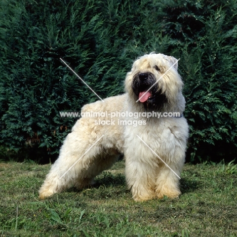Fawn bouvier des flandres on grass