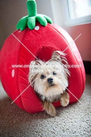 yorkshire terrier lying in strawberry-shaped dog bed