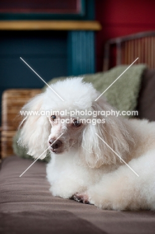 miniature poodle lying with paws tucked