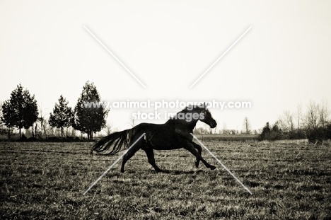 silhouette of Thoroughbred galloping through field