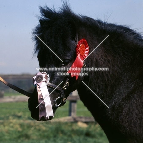 bincombe vanguard, shetland pony head study