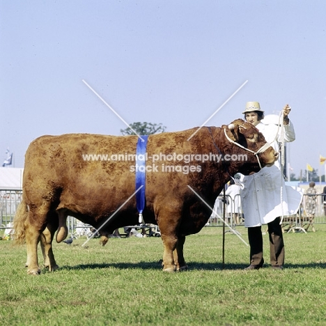 south devon bull at show