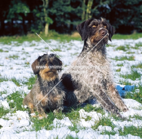 german wirehaired pointer and wirehaired dachshund