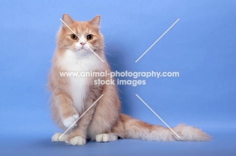 Cream Classic Tabby & White
