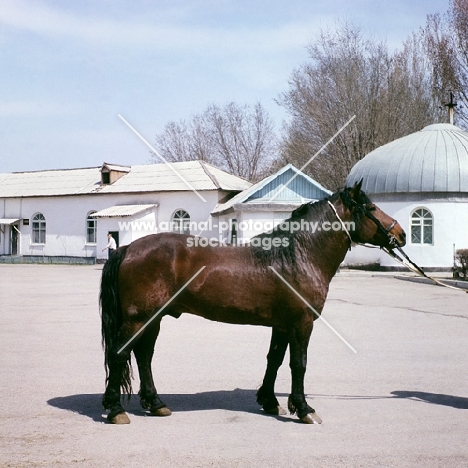 kazakh horse in his native land