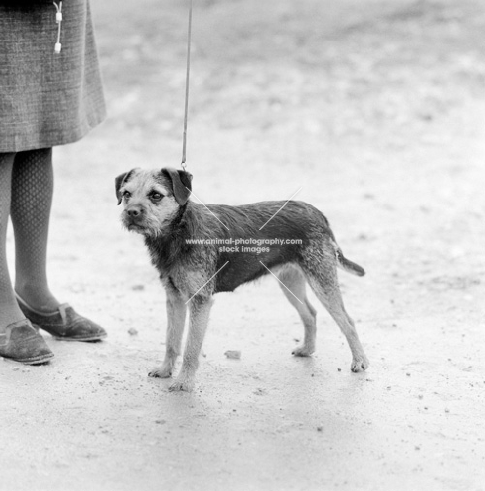 border terrier beside lady's legs