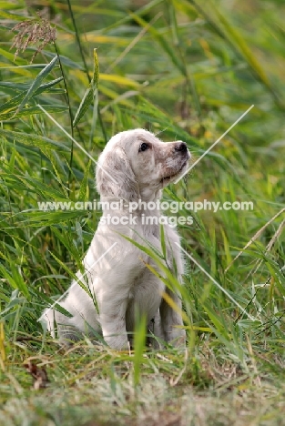 English Setter