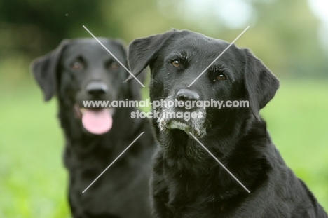 two black Labrador Retrievers looking at camera
