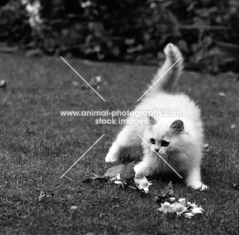 chinchilla kitten playing with flower