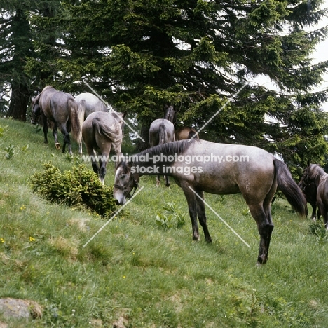 lipizzaner colts at stubalm, piber