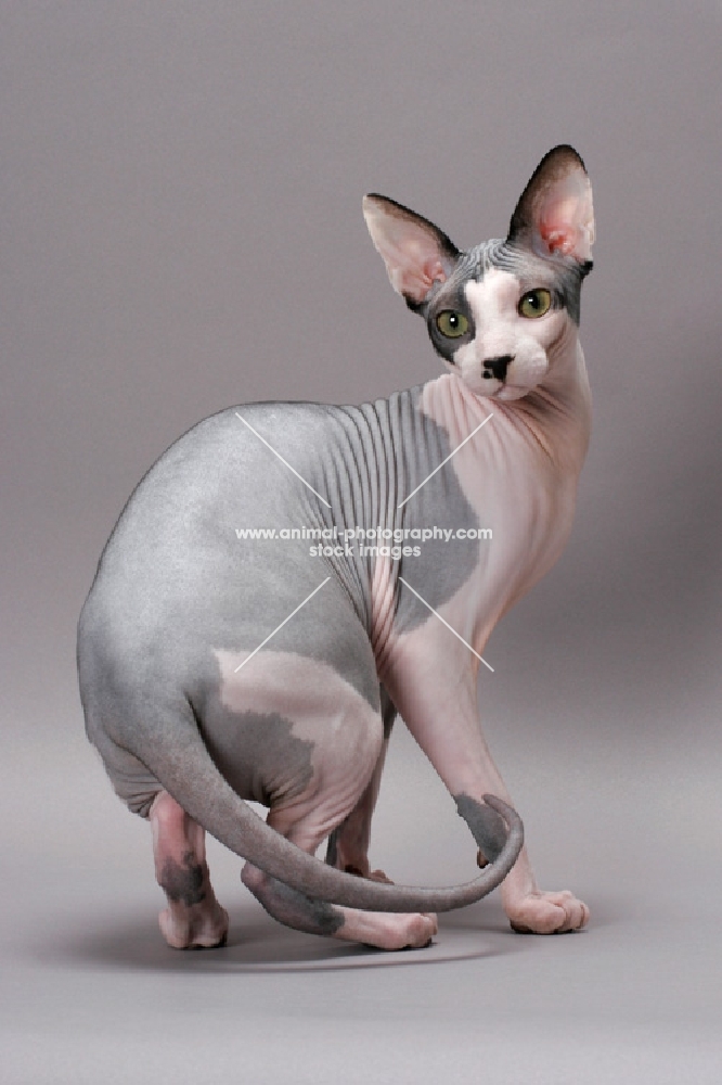 Sphynx cat turning