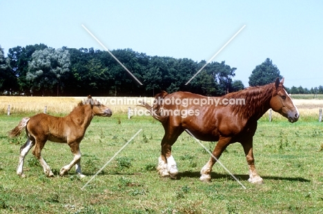 westphalian cold blood mare and foal walking in a field