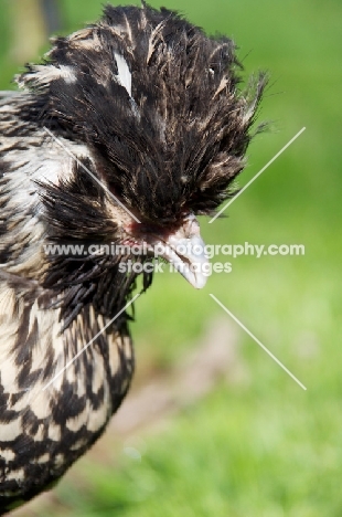 rare Bearded poland hen (also known as Nederlands Baardkuifhoen or Padua, profile