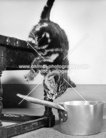 kitten hanging from table looking at saucepan