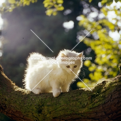 orange eyed kitten on a branch, backlit