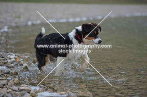 black tri colour australian shepherd puppy running on a lake shore