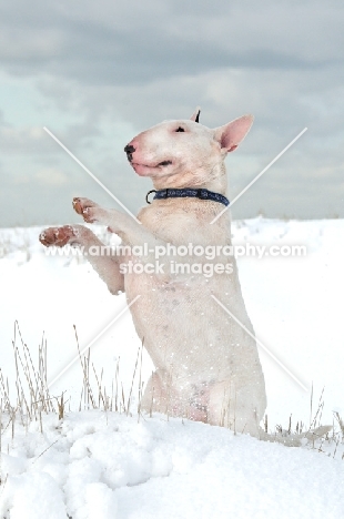 Bull Terrier on hind legs