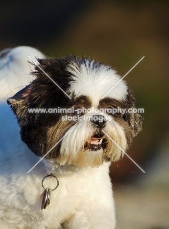 Shih Tzu portrait