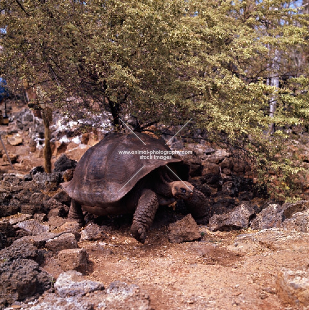 galapagos tortoise at darwin station, santa cruz island galapagos 
