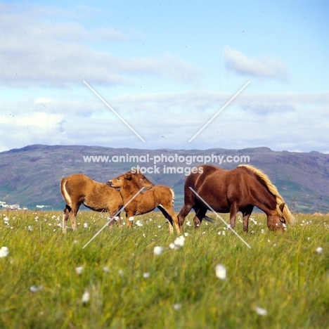 Iceland Horses, mare with two foals mutual grooming at Olafsvellir