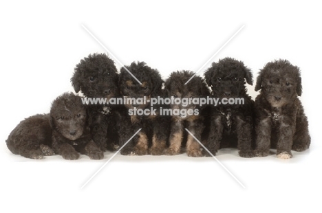 six Bedlington Terrier puppies in a row