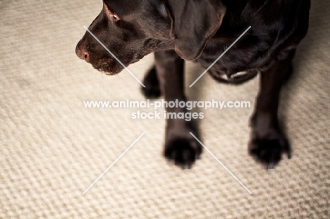 Chocolate Labrador sitting on carpet