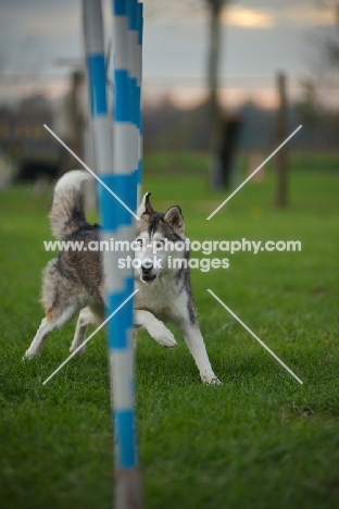 alaskan malamute mix running through weave poles