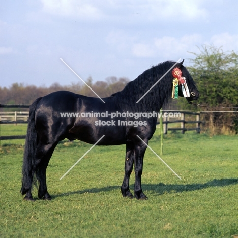 Boveycombe Buckthorn, Dartmoor stallion full body 