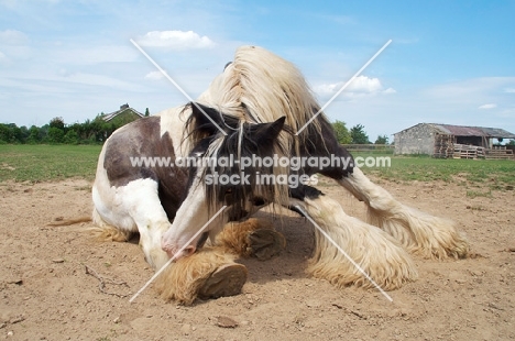 piebald horse sitting down, scratching