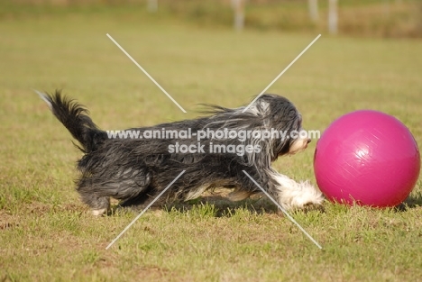 bearded collie chasing ball